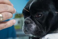 Vétérinaire acupuncture Gauthier