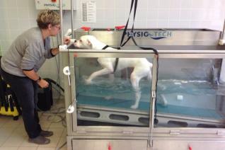 HYDROTHERAPIE POUR LES CHIENS ET LES CHATS