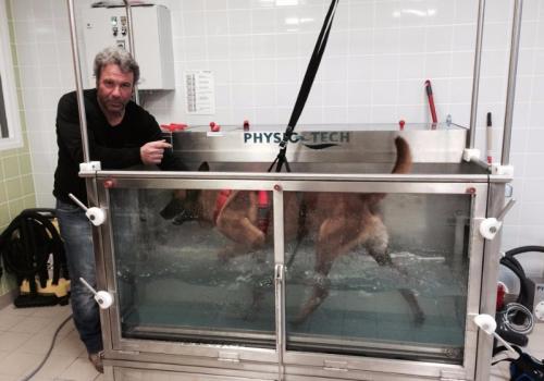 HYDROTHERAPIE POUR LES CHIENS ET LES CHATS