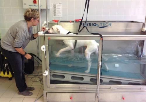 HYDROTHERAPIE POUR LES CHIENS ET LES CHATS