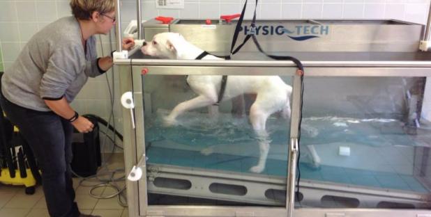 HYDROTHERAPIE POUR LES CHIENS ET LES CHATS